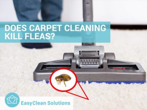 Does Carpet Cleaning Get Rid of Fleas