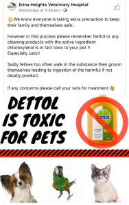 Is Dettol Floor Cleaner Safe for Dogs