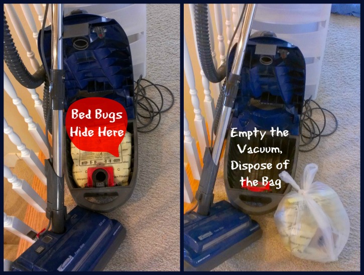 Can Bed Bugs Escape from Vacuum Cleaner