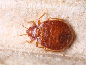 Can Carpet Cleaning Get Rid of Bed Bugs