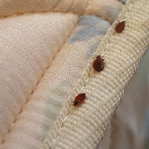 Does Dry Cleaning Get Rid of Bed Bugs