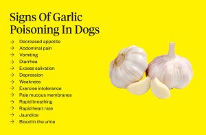 How Much Garlic Powder is Toxic to Dogs