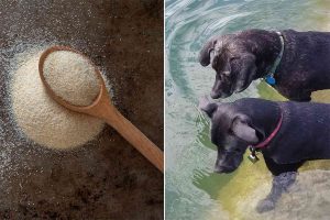 How Much Onion Powder is Toxic to Dogs