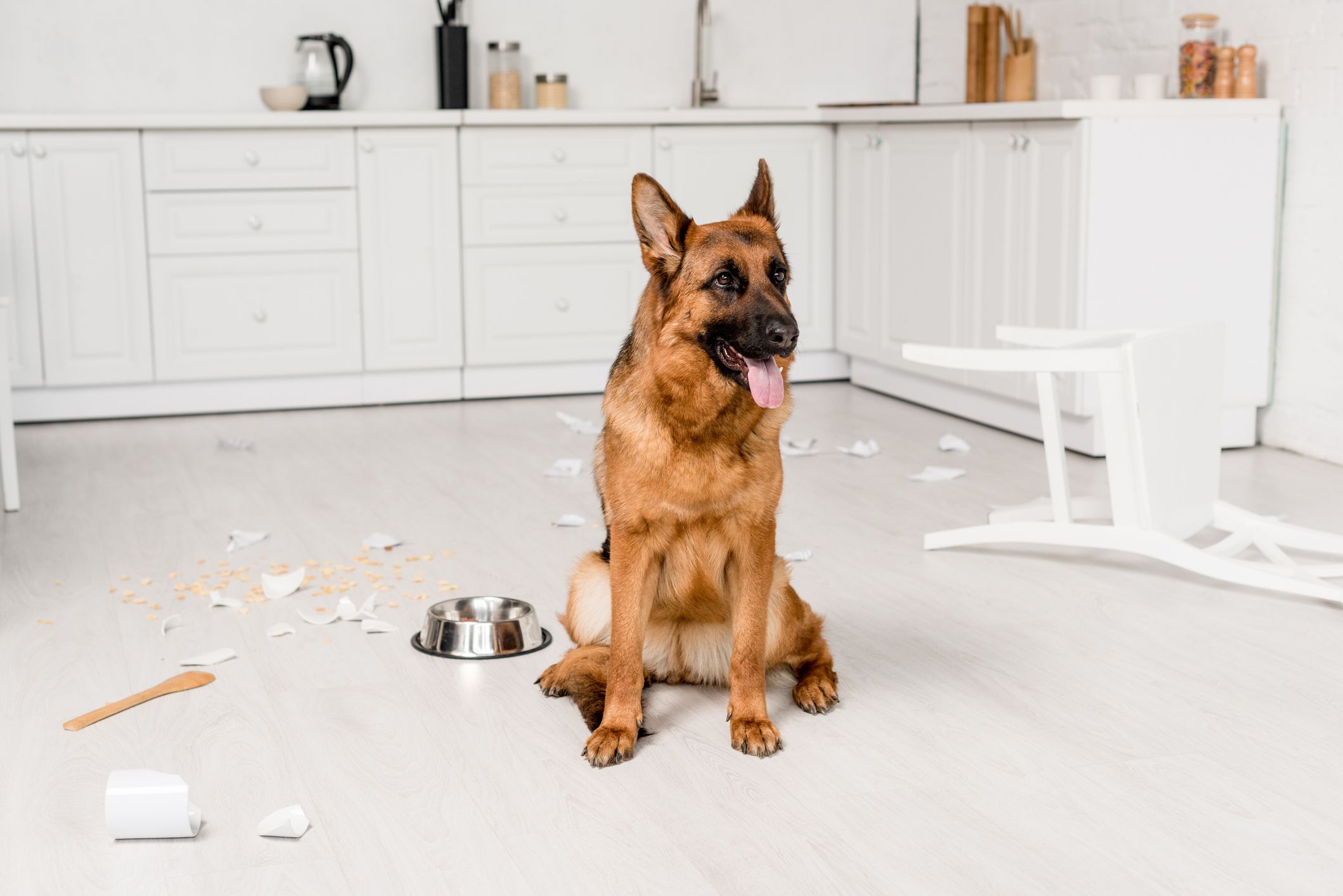 Is Baking Powder Toxic to Dogs