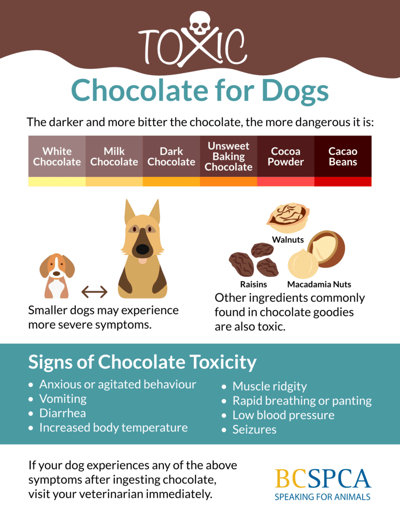 Is Cocoa Powder Toxic to Dogs