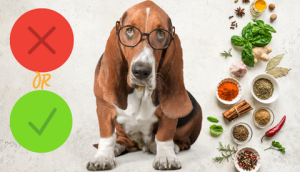 Is Curry Powder Toxic to Dogs